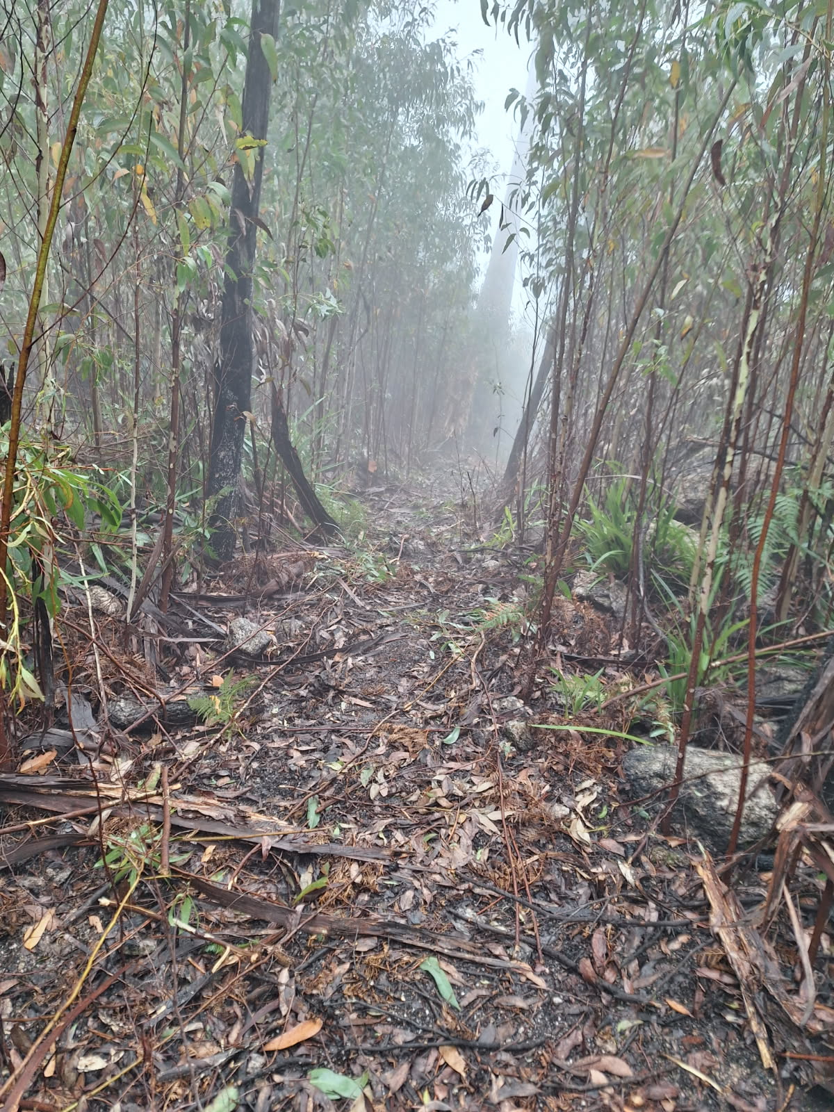 AFA Track Clearing 2025A