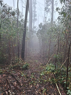 Track Clearing Tarlington Track - National Parks and AFA