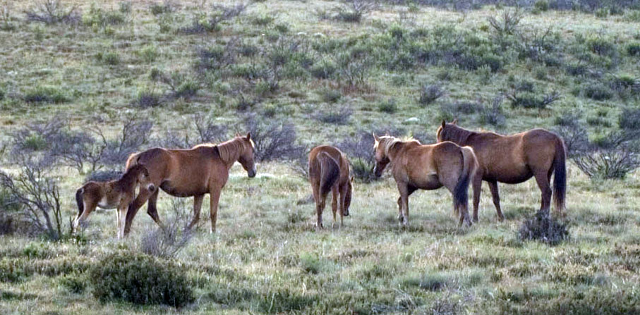 Brumbies in KNP - Image by PKneen 2010